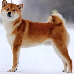Сиба ину