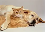 Собаки и кошки