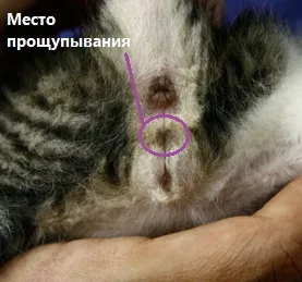 Определение пола котёнка метолом пальпации
