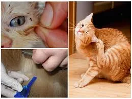 Лечение кота от блох