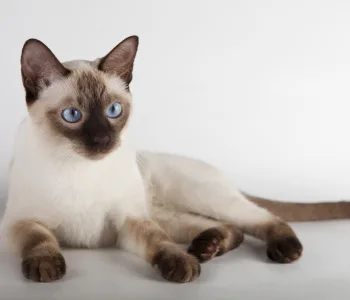 Сиамская кошка