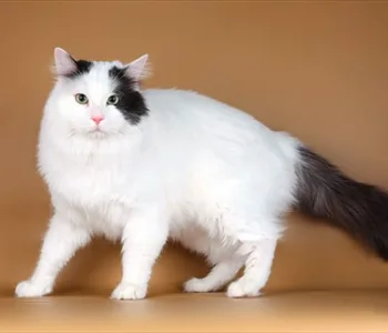 Турецкий ван