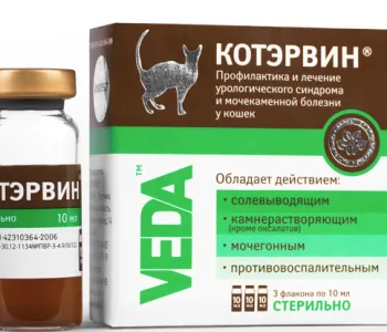 «КотЭрвин»