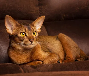 Абиссинская кошка