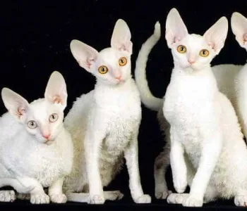 Корниш-рексы