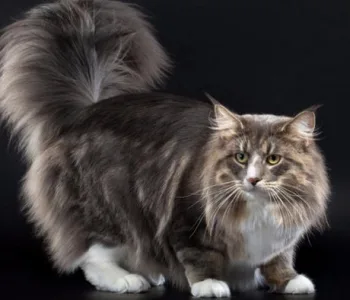 Норвежская лесная кошка