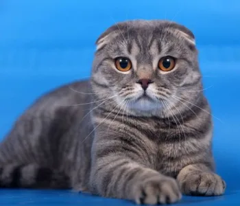 Шотландская вислоухая кошка