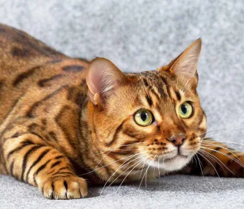 Бенгальская кошка