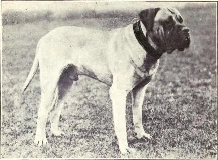 Английский мастифф в 1915 году
