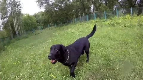 Любимая команда собаки "Гулять!"