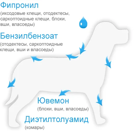 Принцип действия Блохнэт