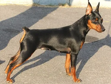 Цвергпинчер
