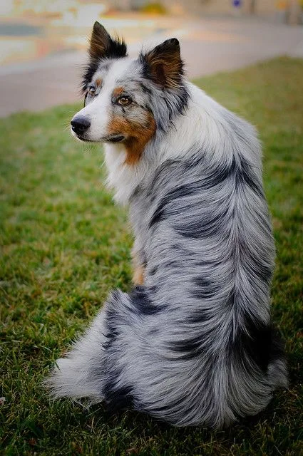 Blue Merle бордер-колли