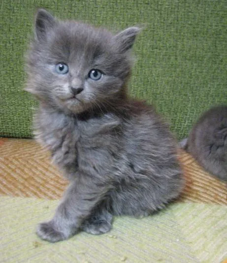 Котёнок породы нибелунг
