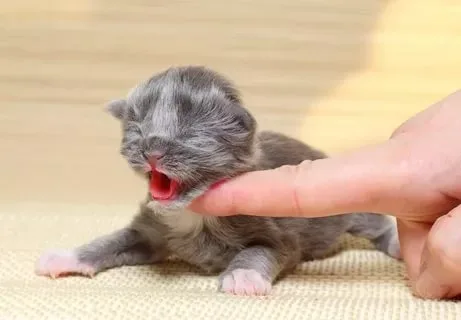 Новорожденный котенок