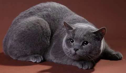 Скотиш страйт