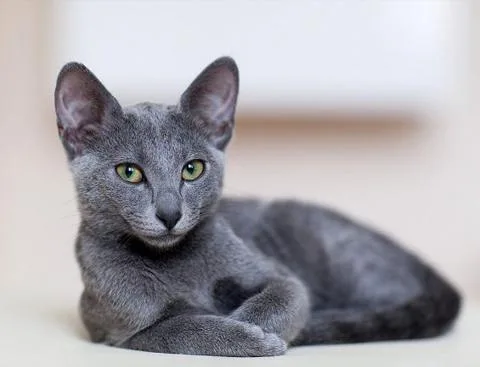 Русская голубая кошка