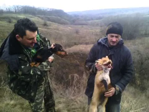Такса поймала лису