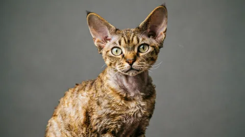 Кошки, которые ведут себя как собаки: 3 удивительные породы