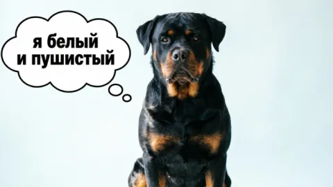 На вид - цербер, но в душе одуванчик: 5 пород собак с мягким характером - на внешность не смотрим