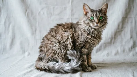 5 пород кошек, которые почти не линяют: меньше чистить одежду и убираться