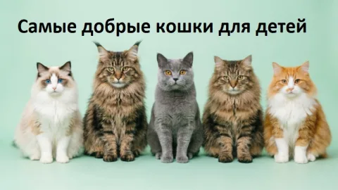 Самые добрые кошки для детей: 10 пород, которые хорошо подходят семье