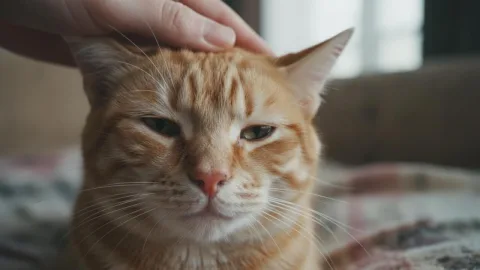 Герпес у кошек: симптомы и лечение