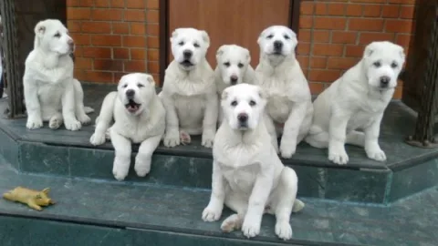 Чем кормить алабая