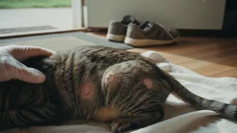 Лишай у кошек