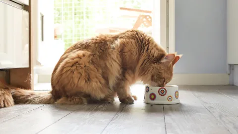Какую крупу можно давать кошкам