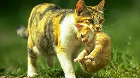 Как кошка переносит котят