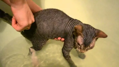 Как купать котенка