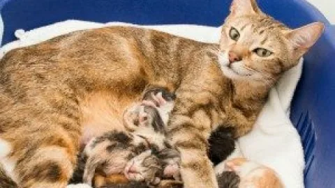 Мастит у кошки