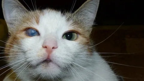 Мутный глаз у кошки