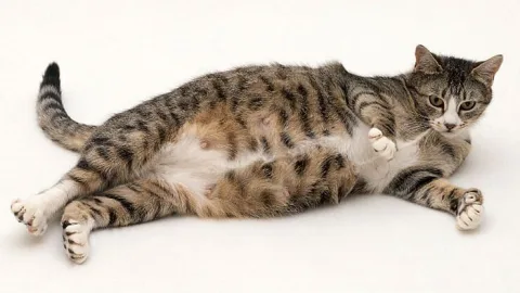 Чем кормить беременную кошку