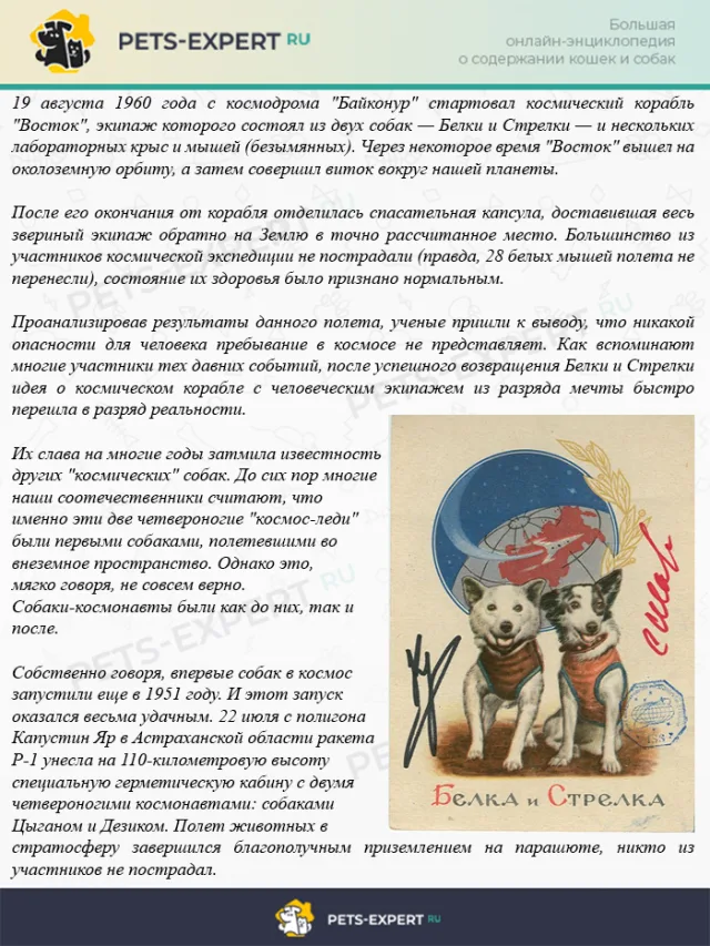 Белка и Стрелка в космосе