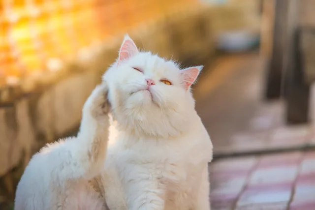 Блошиный дерматит у кошек