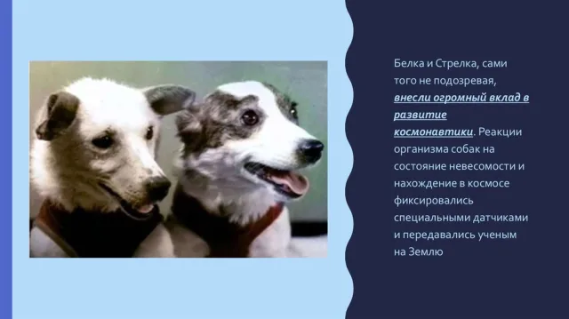 Вклад Белки и Стрелки в развитие космонавтики