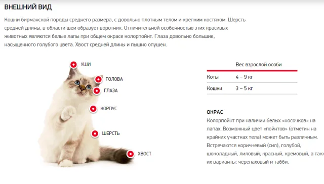 Внешний вид бирманской породы кошек