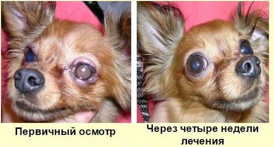 До и через четыре недели лечения блефарита