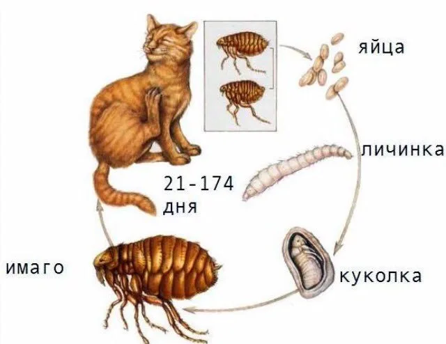 Жизненный цикл блохи