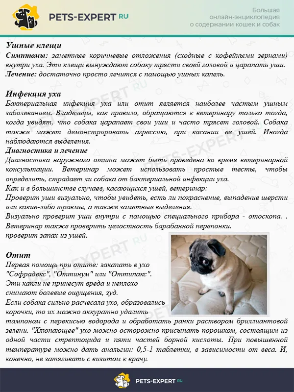 Заболевания ушей у мопсов