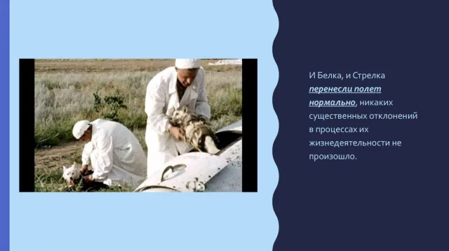 Как собаки перенесли полет
