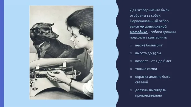 Критерии предъявляемые к собакам