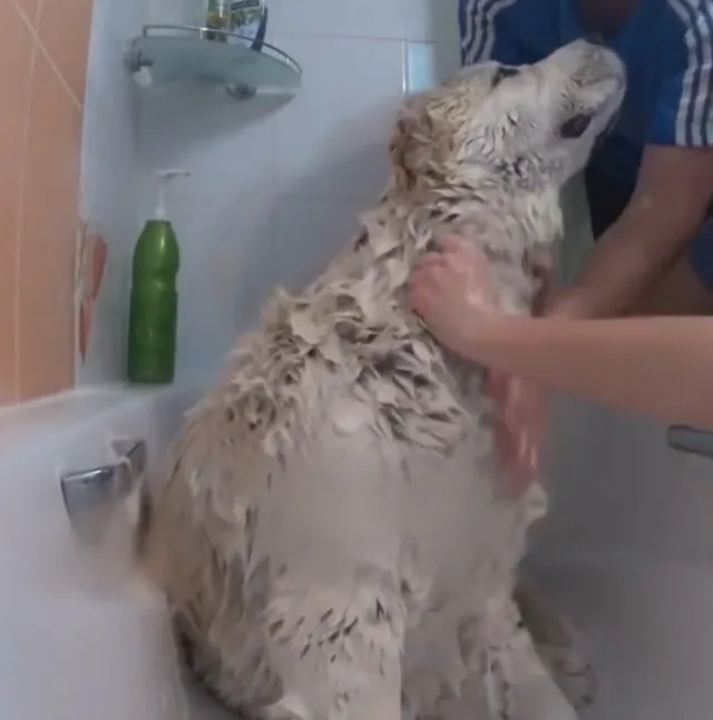 Купание алабая в домашних условиях