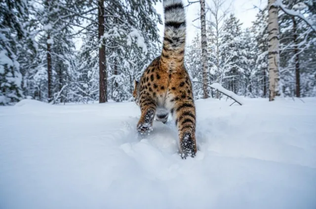 Лапы амурского кота слишком коротки для глубоких сугробов