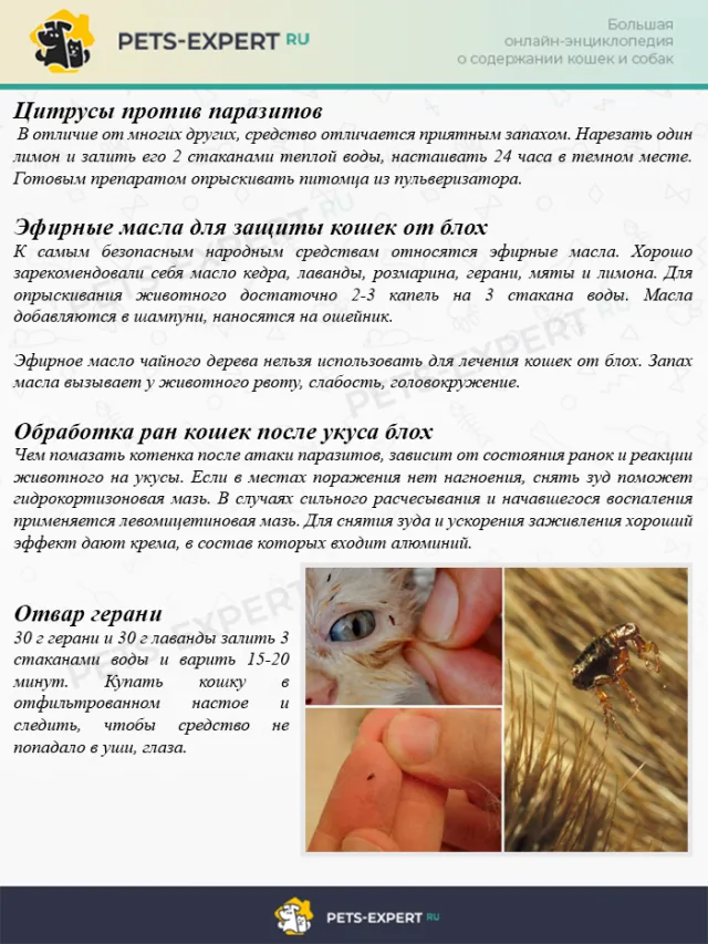 Лечение блох у кошек народными средствами
