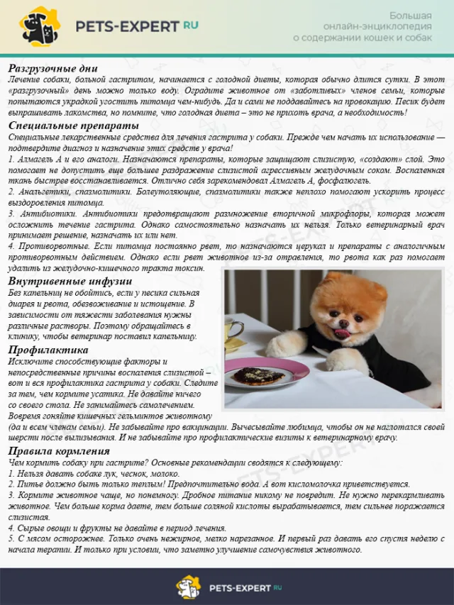 Лечение гастрита у собак