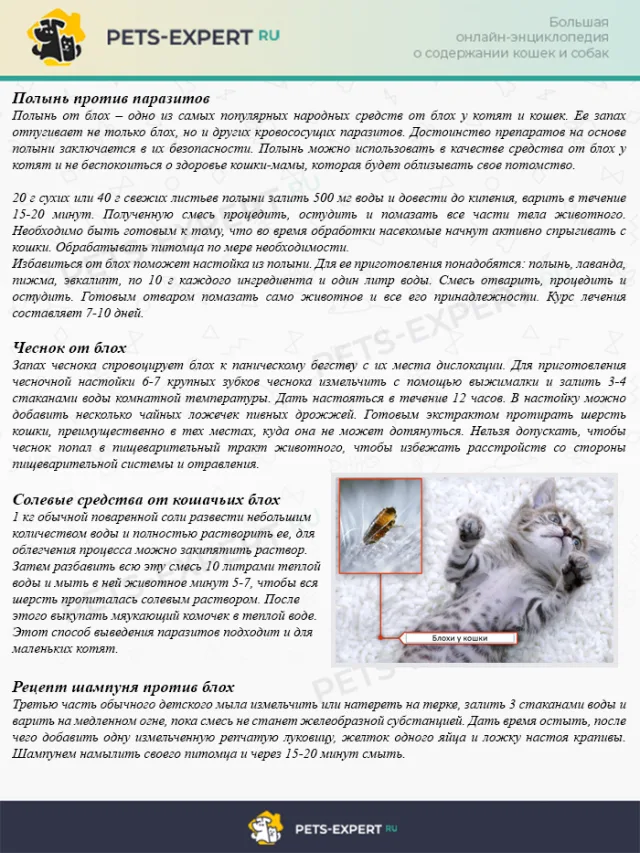Народные средства от блох у кошек, котов и котят