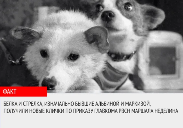 Настоящие имена Белки и Стрелки